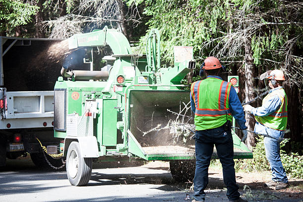 Professional Tree Services in Keasbey, NJ